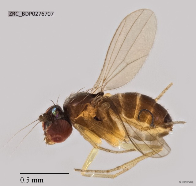 Acropsilus sp. "c" • © Rene Ong • All Rights Reserved