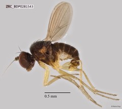 Acropsilus sp. "c" • © Rene Ong • All Rights Reserved