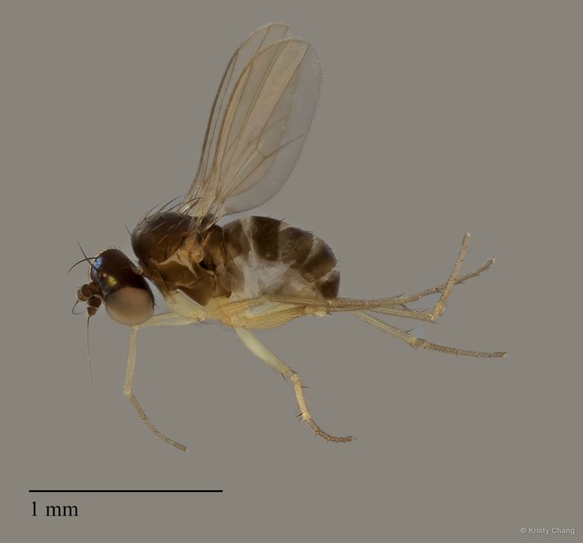 Acropsilus sp. "femalesingle" • © Kristy Chang • All Rights Reserved