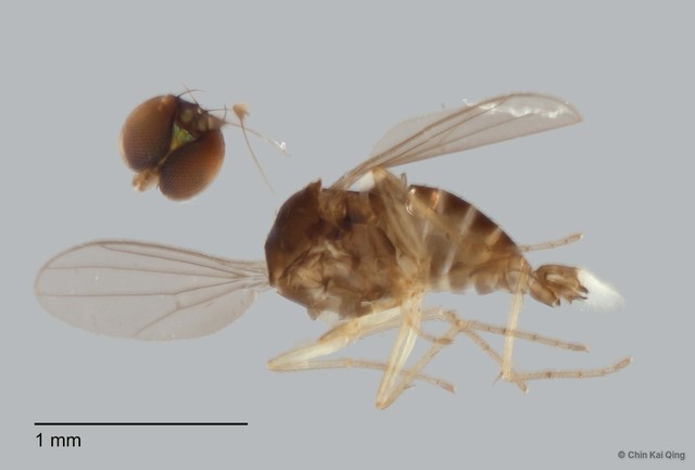 Acropsilus sp. "pr acroleucus"