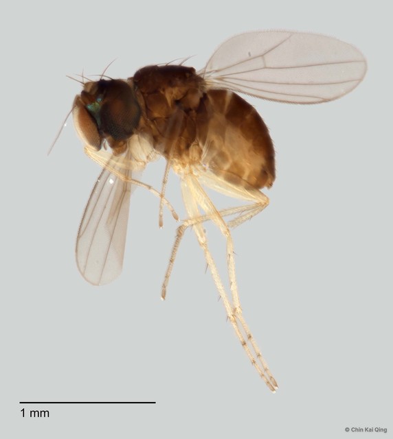 Acropsilus sp. "pr acroleucus" • © Chin Kai Qing • All Rights Reserved