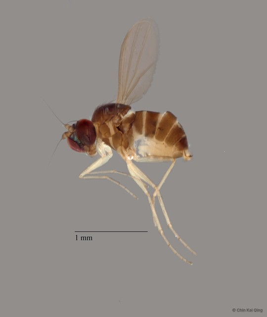 Acropsilus
