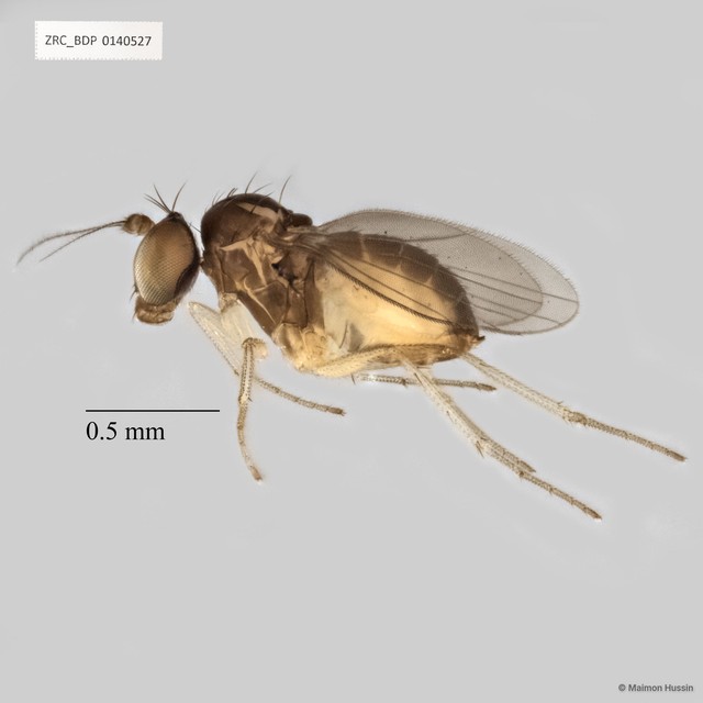 Acropsilus