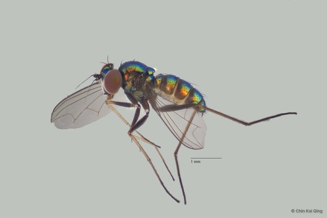 Amblypsilopus sp. "1" • © Chin Kai Qing • All Rights Reserved