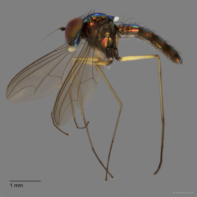 Amblypsilopus sp. "blacktrochanter b" • © Maimon Hussin • All Rights Reserved