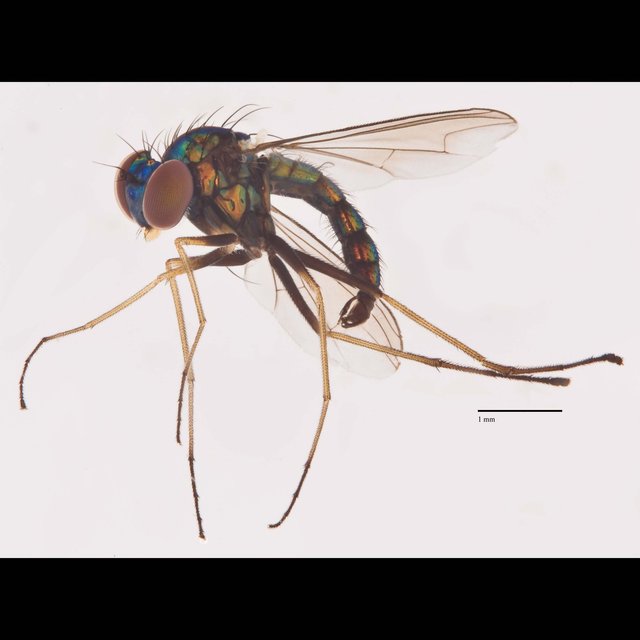 Amblypsilopus sp. "Ma5623" • © Jayanthi Puniamoorthy • All Rights Reserved