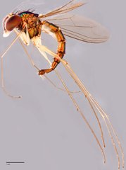 Amblypsilopus sp. "n."