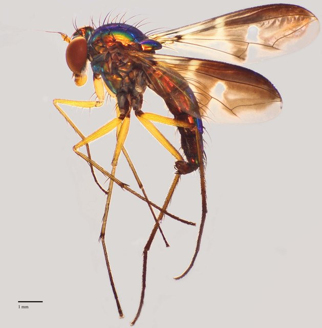 Amblypsilopus sp. "p. abruptum"