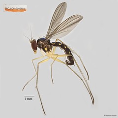 Amblypsilopus sp. "pr abruptum" • © Maimon Hussin • All Rights Reserved