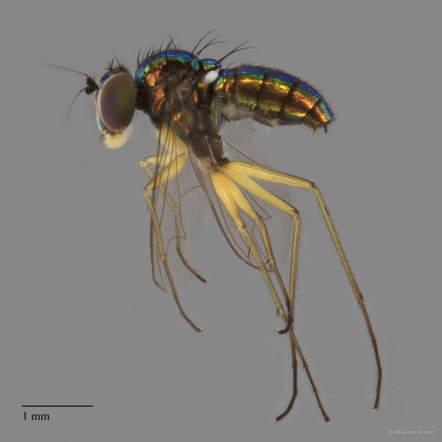 Amblypsilopus sp. "variable trochanter" • © Maimon Hussin • All Rights Reserved