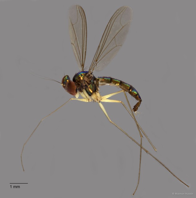 Amblypsilopus sp. "yellow antenna" • © Maimon Hussin • All Rights Reserved