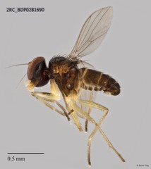 Amblypsilopus sp. "'yellowpostpedicel'" • © Rene Ong • All Rights Reserved
