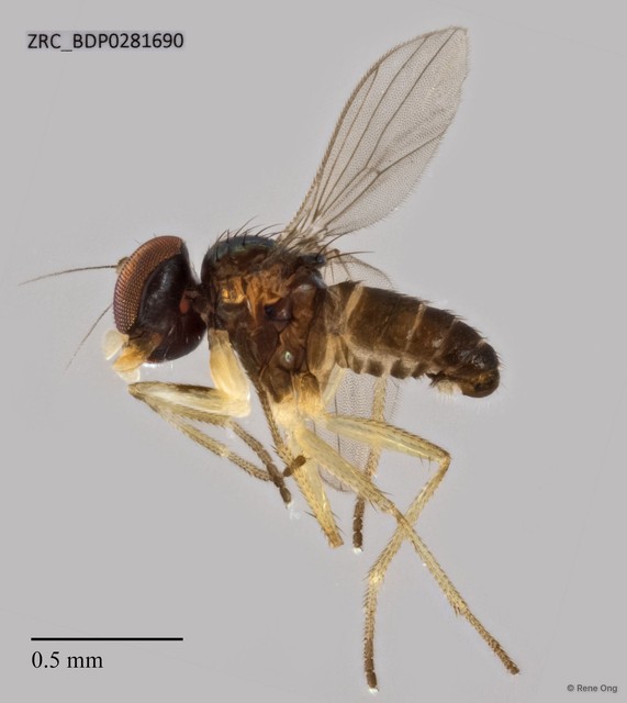 Amblypsilopus sp. "'yellowpostpedicel'"