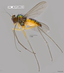 Amblypsilopus sp. "'yellowpostpedicel'" • © Rene Ong • All Rights Reserved