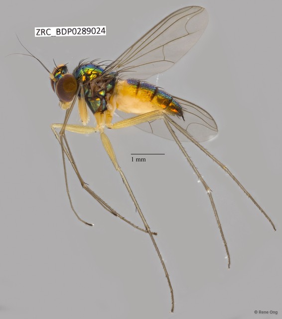 Amblypsilopus sp. "'yellowpostpedicel'"