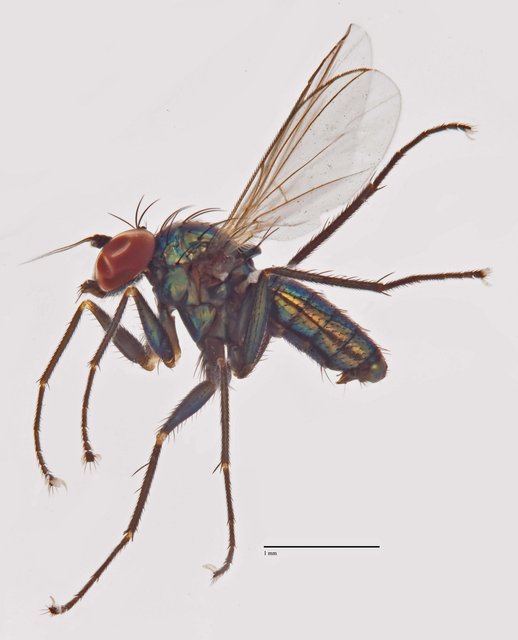 Asyndetus sp. "Ma3713" • © Jayanthi Puniamoorthy • All Rights Reserved