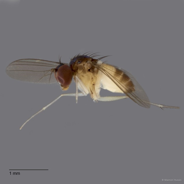 Chaetogonopteron sp. "1" • © Maimon Hussin • All Rights Reserved