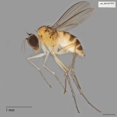 Chaetogonopteron sp. "2" • © Maimon Hussin • All Rights Reserved