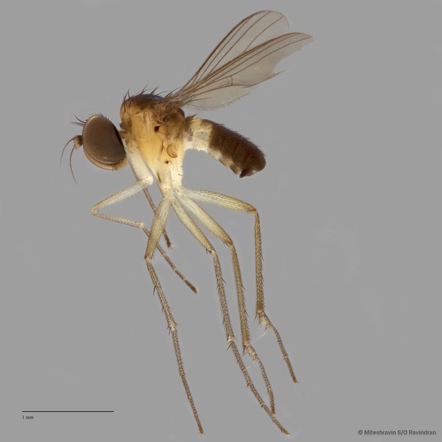 Chaetogonopteron sp. "2"