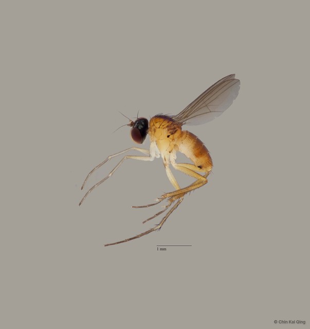 Chaetogonopteron sp. "b" • © Chin Kai Qing • All Rights Reserved