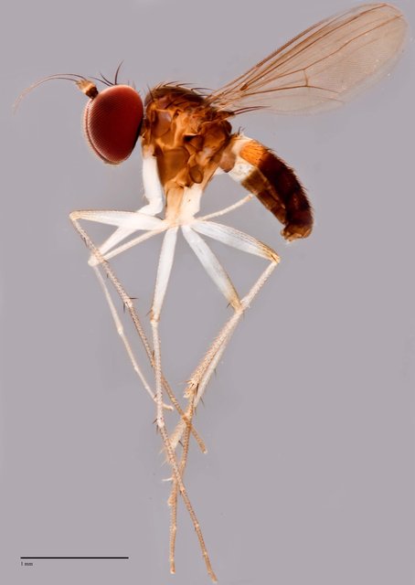 Chaetogonopteron sp. "BYC5" • © Jayanthi Puniamoorthy • All Rights Reserved