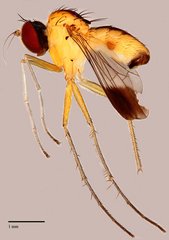 Chaetogonopteron sp. "BYC6"