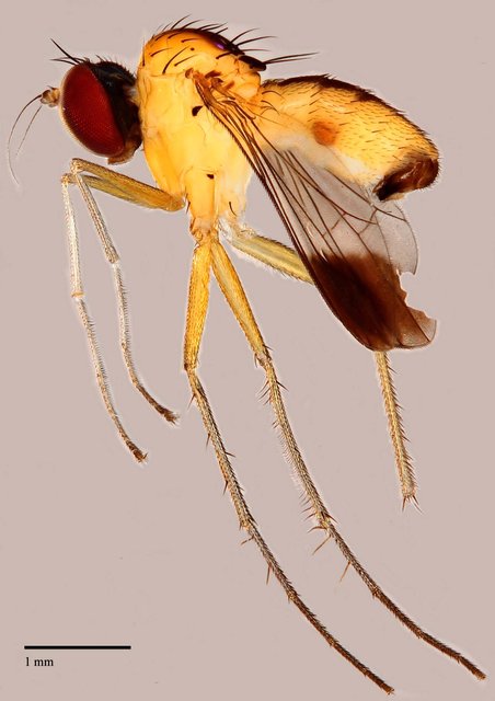 Chaetogonopteron sp. "BYC6" • © Jayanthi Puniamoorthy • All Rights Reserved