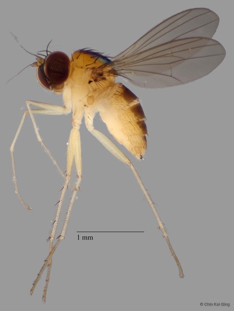 Chaetogonopteron sp. "short pp" • © Chin Kai Qing • All Rights Reserved