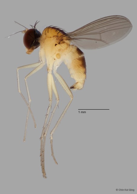 Chaetogonopteron sp. "short pp"