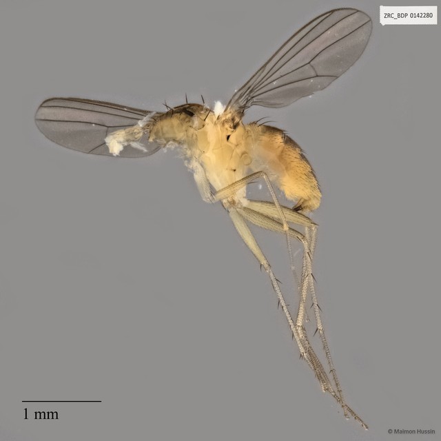 Chaetogonopteron sp. "ZRCBDP0142280" • © Maimon Hussin • All Rights Reserved