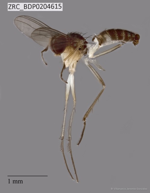 Chaetogonopteron sp. "ZRCBDP0204615" • © Villanueva Jeremie Gonzales • All Rights Reserved