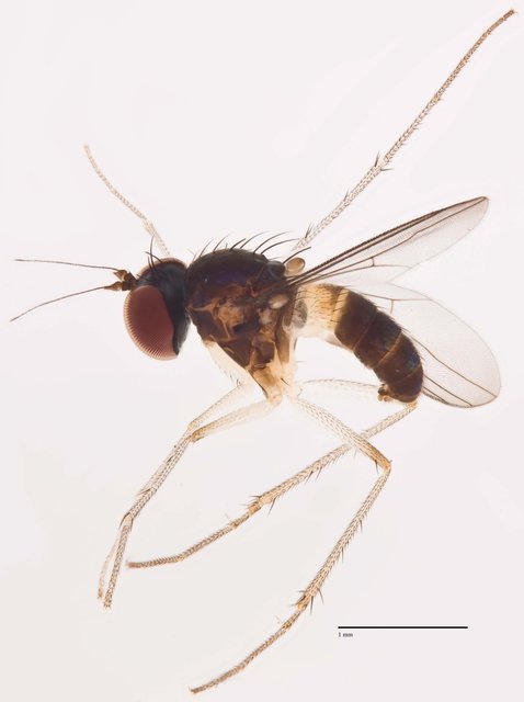 Chaetogonopteron vexillum • © Jayanthi Puniamoorthy • All Rights Reserved