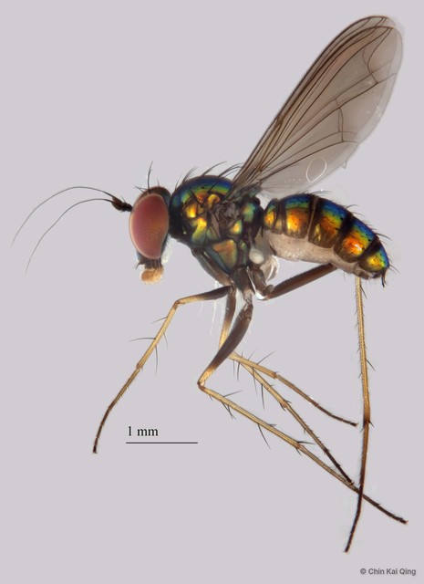 Chrysosoma sp. "1" • © Chin Kai Qing • All Rights Reserved