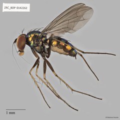 Chrysosoma sp. "1" • © Maimon Hussin • All Rights Reserved