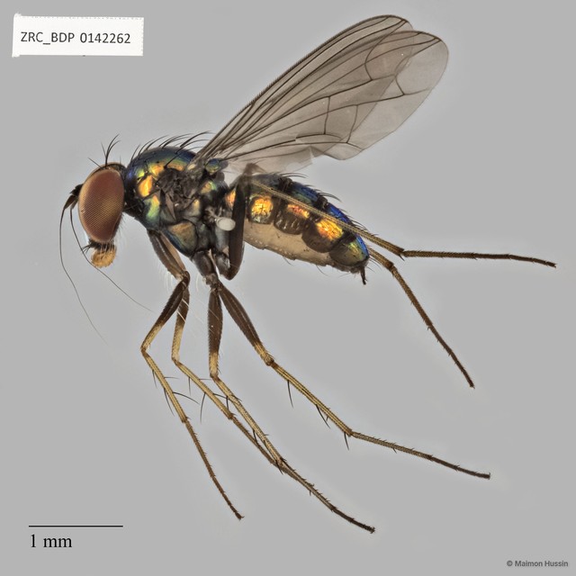 Chrysosoma sp. "1"