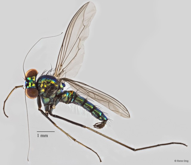 Chrysosoma sp. "87d135f5" • © Rene Ong • All Rights Reserved