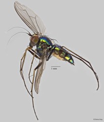 Chrysosoma sp. "87d135f5" • © Rene Ong • All Rights Reserved