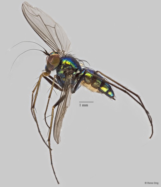 Chrysosoma sp. "87d135f5"