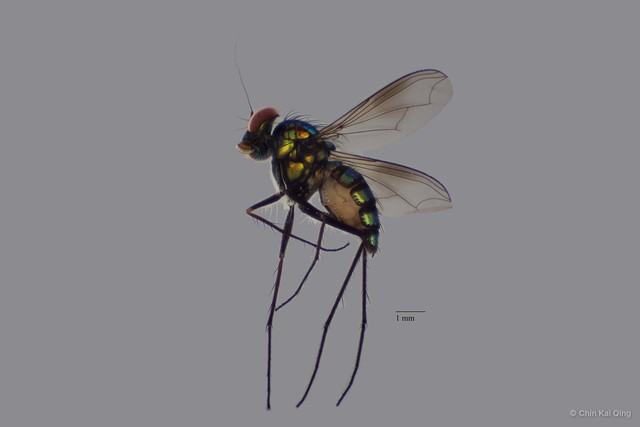 Chrysosoma sp. "d" • © Chin Kai Qing • All Rights Reserved