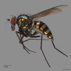 Chrysosoma sp. "d" • © Maimon Hussin • All Rights Reserved