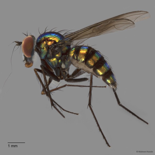 Chrysosoma sp. "d"