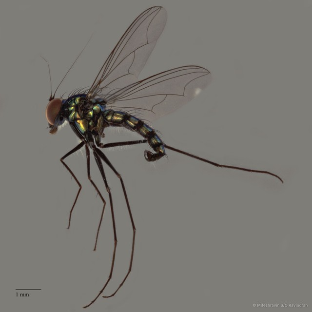 Chrysosoma sp. "e91b852e" • © Miteshravin S/O Ravindran • All Rights Reserved