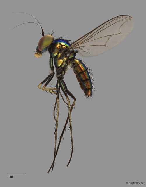 Chrysosoma sp. "e91b8534" • © Kristy Chang • All Rights Reserved