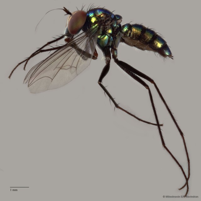 Chrysosoma sp. "e91b85d8" • © Miteshravin S/O Ravindran • All Rights Reserved