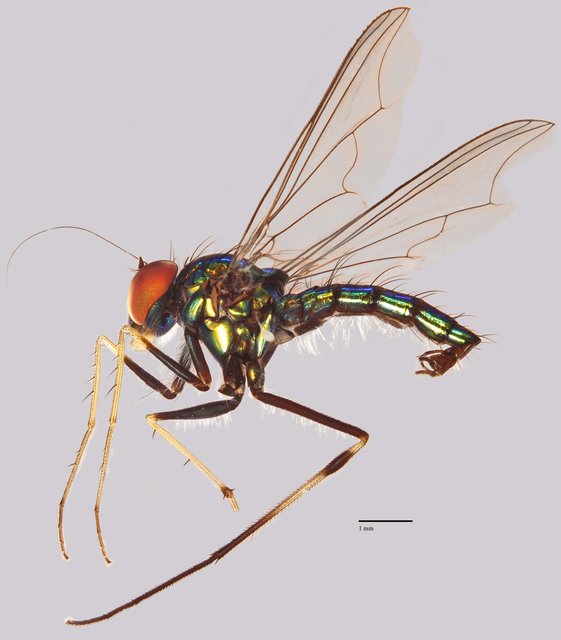 Chrysosoma sp. "SMK10" • © Jayanthi Puniamoorthy • All Rights Reserved