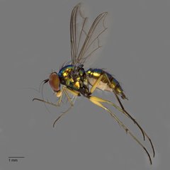 Chrysosoma (Chrysosoma) leucopogon • © Jayanthi Puniamoorthy • All Rights Reserved