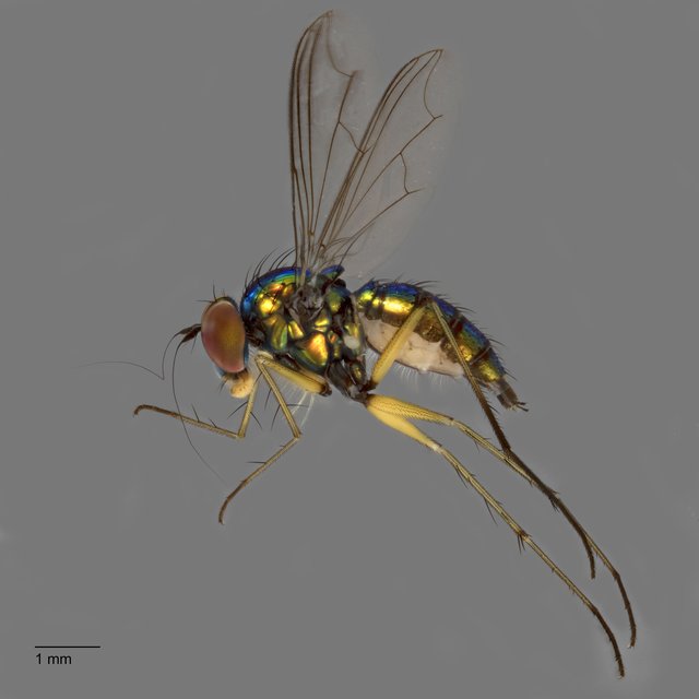 Chrysosoma (Chrysosoma) leucopogon