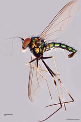 Chrysosoma (Chrysosoma) leucopogon (Wiedemann, 1824)