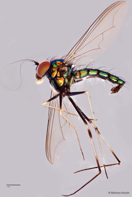 Chrysosoma (Chrysosoma) leucopogon • © Maimon Hussin • All Rights Reserved