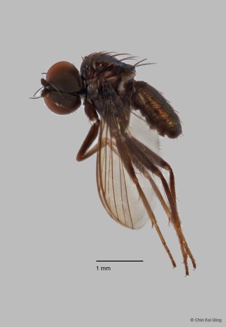 Chrysotus sp. "black 1"